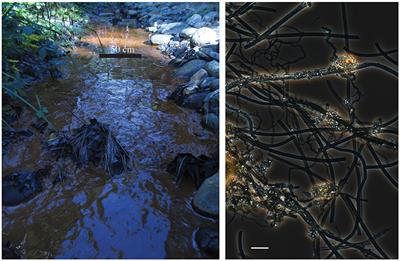 Biogenic Iron Dust: A Novel Approach to Ocean Iron Fertilization as a Means of Large Scale Removal of Carbon Dioxide From the Atmosphere